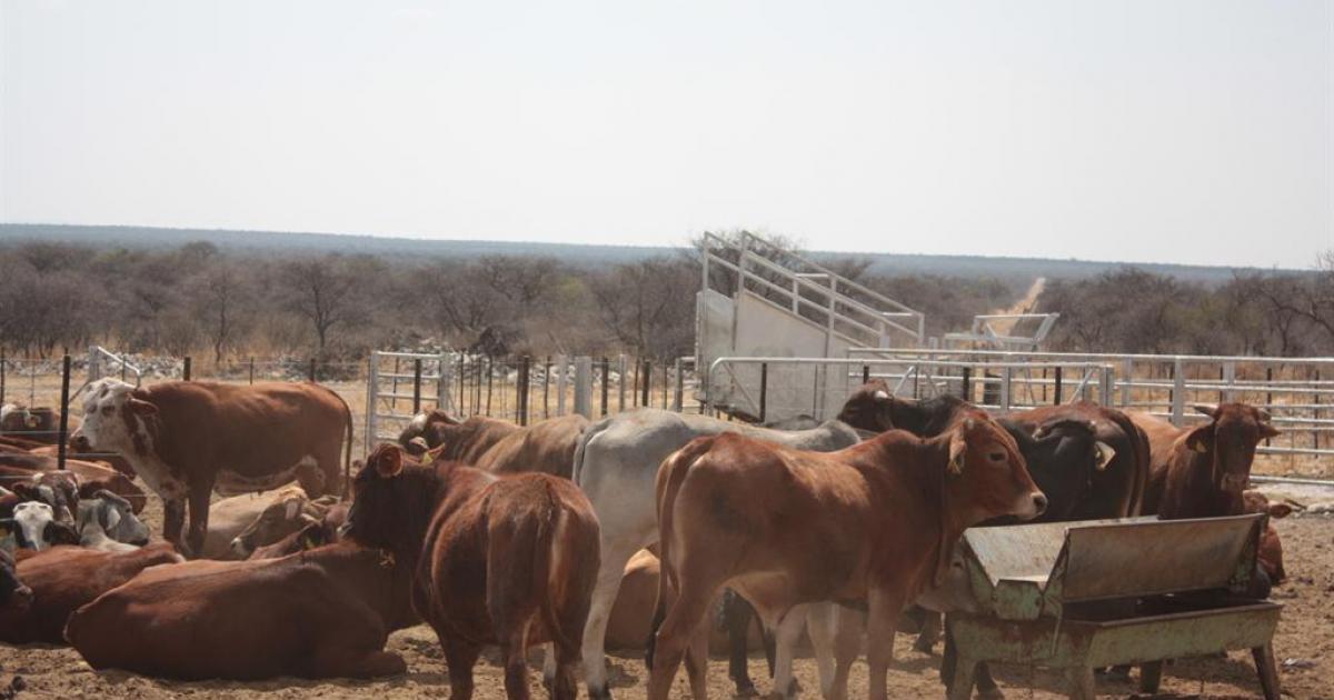 Otjinene farmers advised to sell off their livestock due to dropping